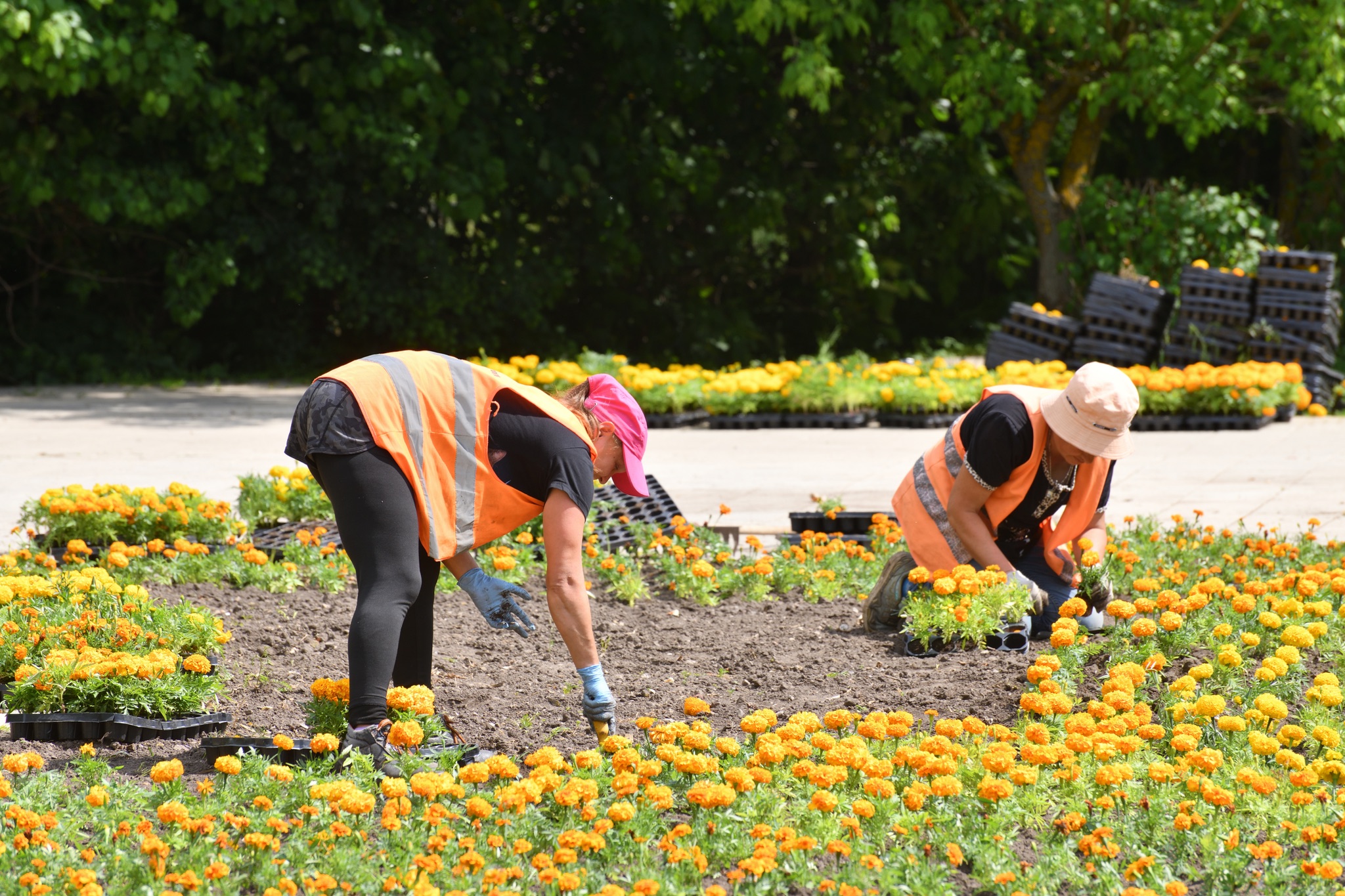 Drie medewerkers van Sunny Hoveniers planten marigolden in een tuinaanleg bij Vorden.