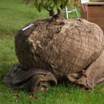 Tuinonderhoud in Gorssel: gerooide coniferenstronk voorbereid met houten beschermlaag en nieuwe grasaanplanting door Sunny Hoveniers.