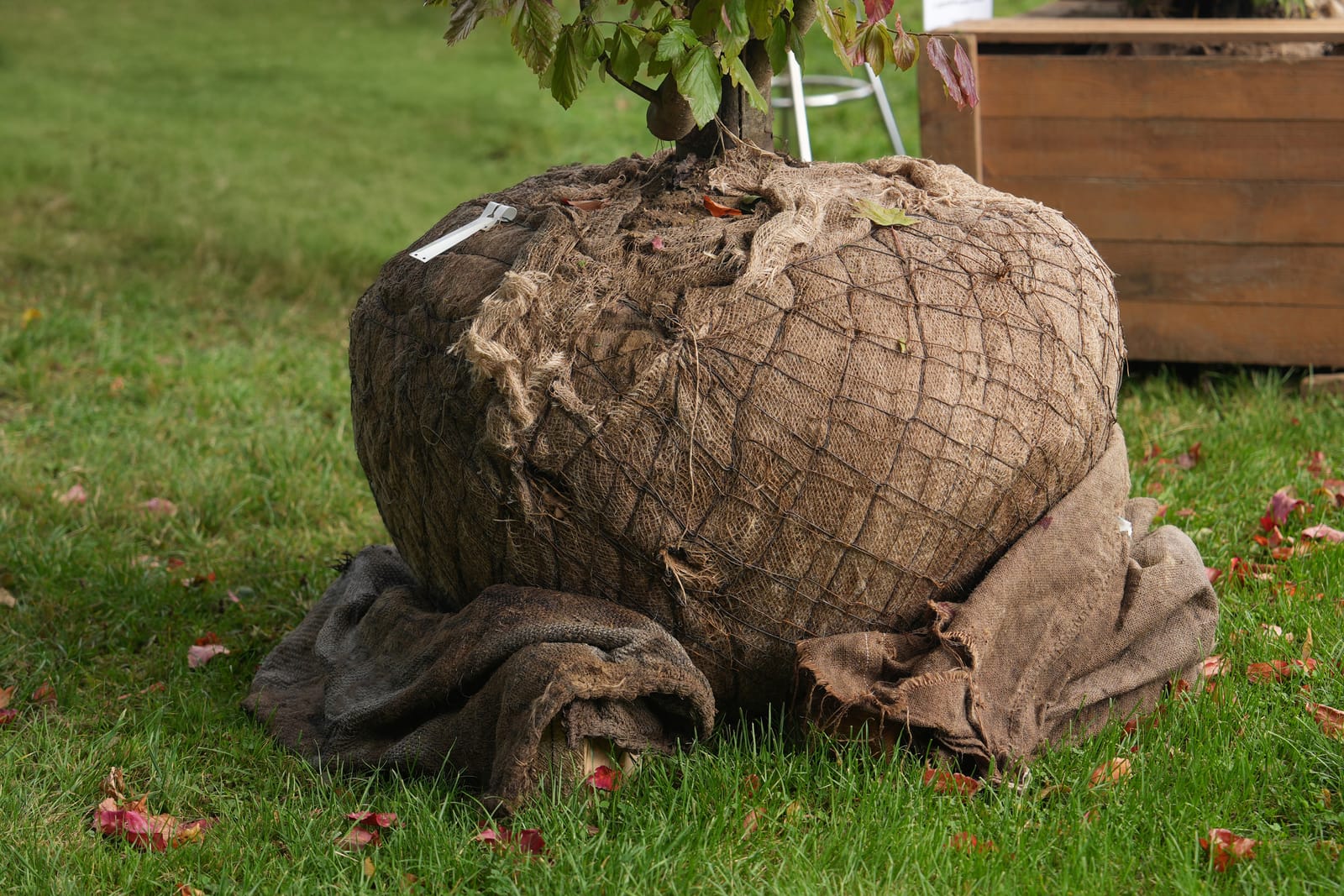 Tuinonderhoud in Gorssel: gerooide coniferenstronk voorbereid met houten beschermlaag en nieuwe grasaanplanting door Sunny Hoveniers.