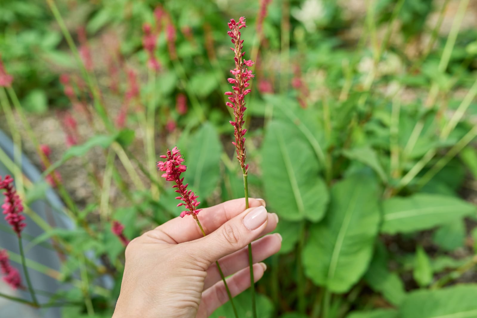 Hand die een mooie, bloeiende waterplant uit de vijver bij Sunny Hoveniers in Warnsveld toont, aangelegd met Oase-pomp en filter.