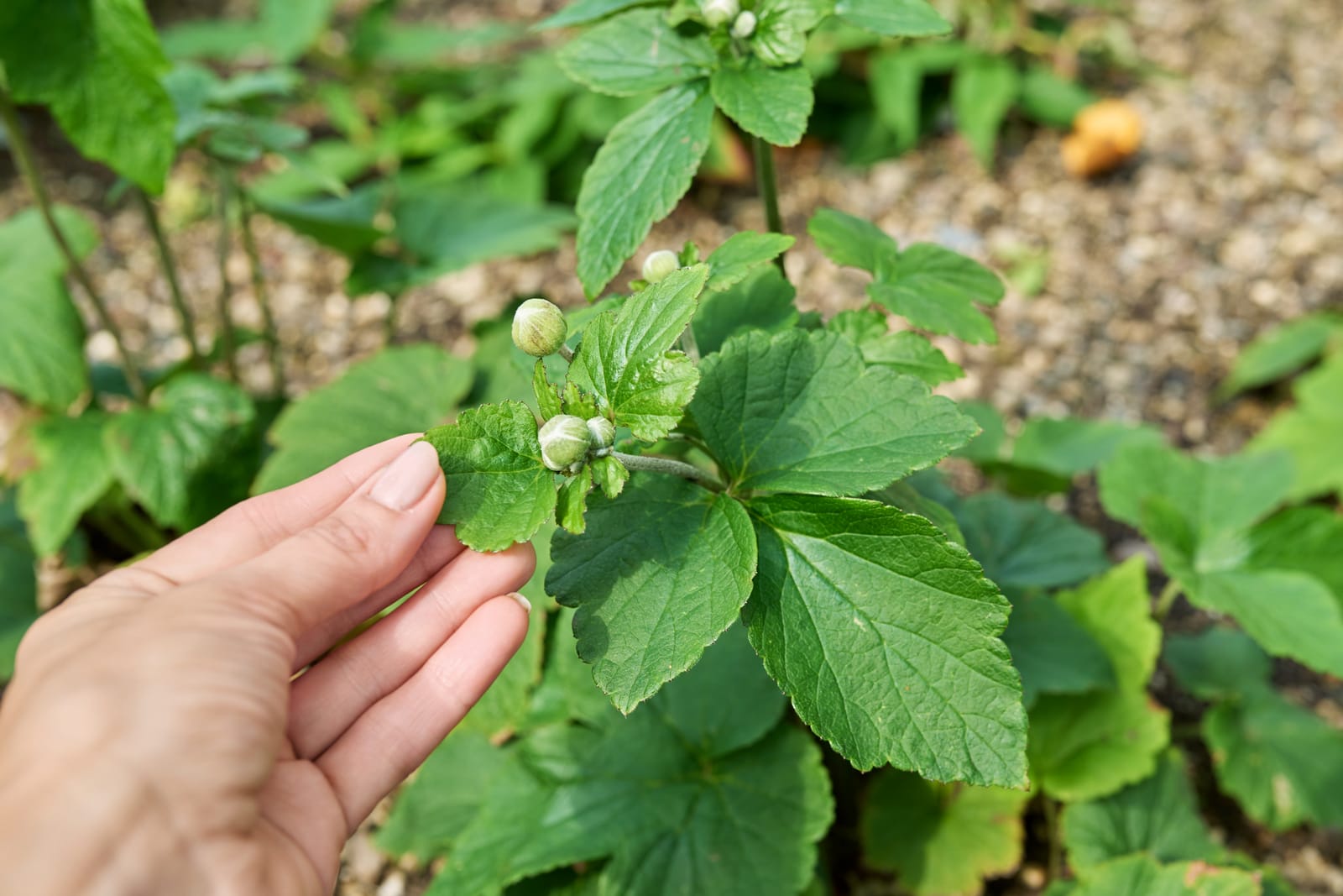 Hand die een groenblijvende plant met jonge knoppen toont uit een recent aangelegd terras in Lochem door Sunny Hoveniers met Redsun keramische tegels.