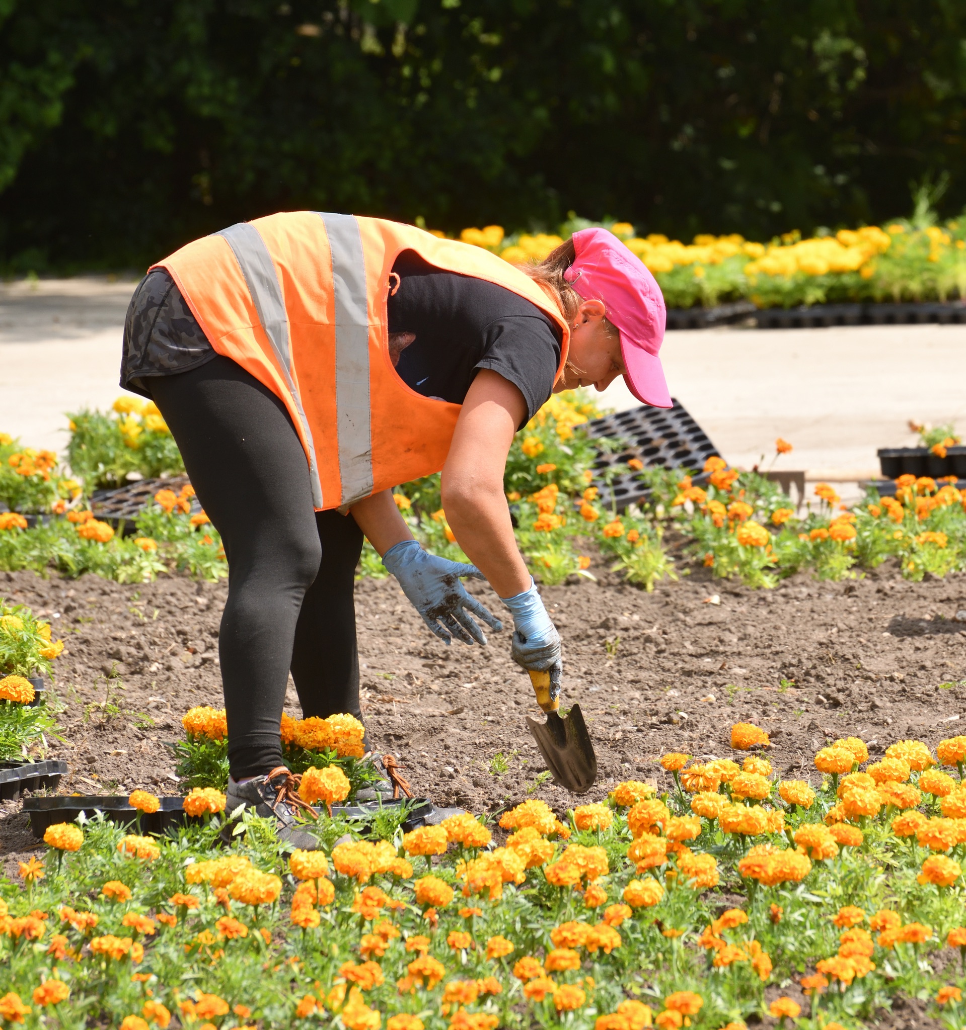 Medewerker van Sunny Hoveniers plant in Vorden bij tuinaanleg bloemen in rijtjes met kleine schep.