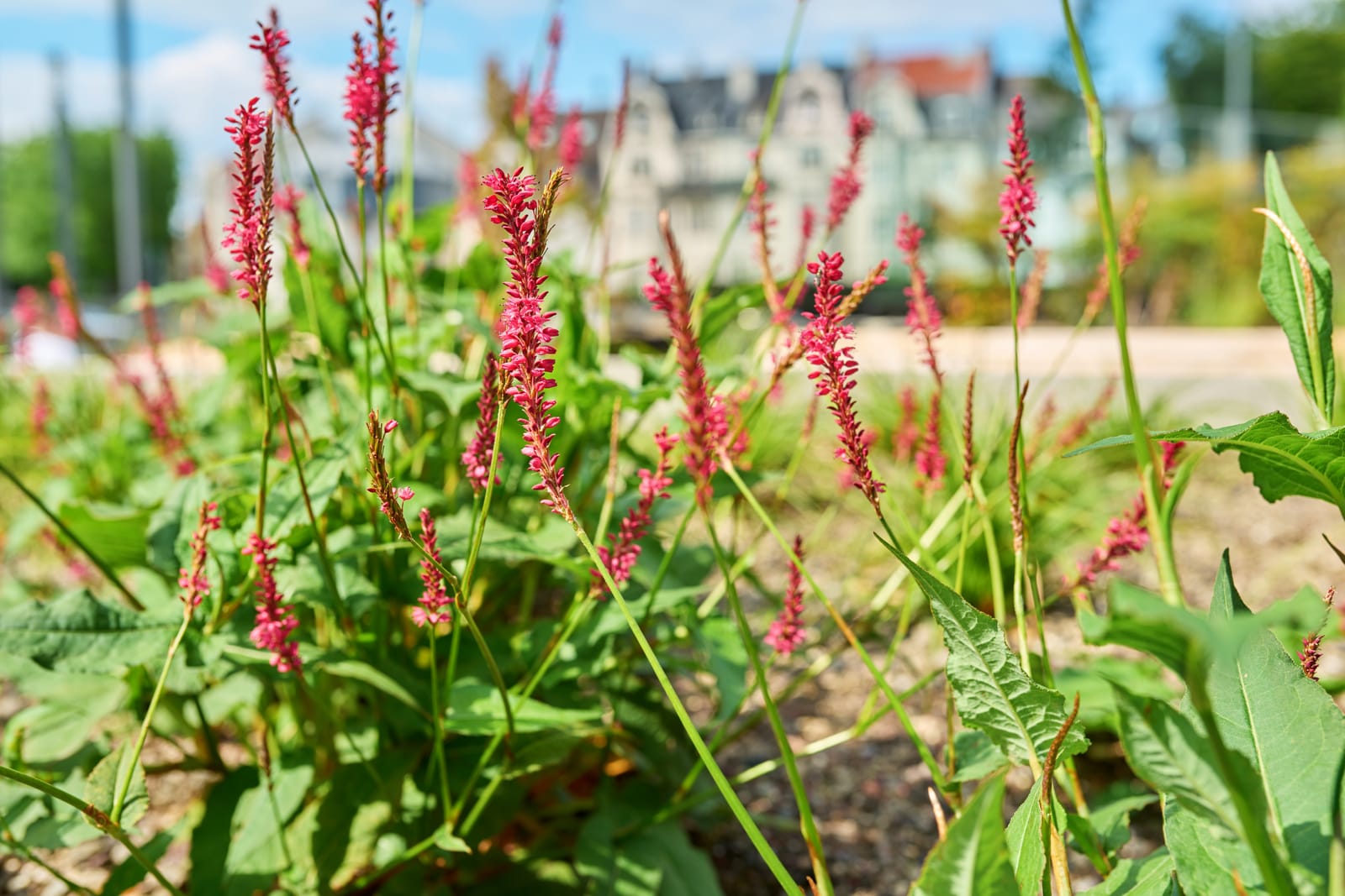 Groene vijveromgeving in Warnsveld met vaste planten en zeegrassen, aangelegd door Sunny Hoveniers met Oase pomp en filter.