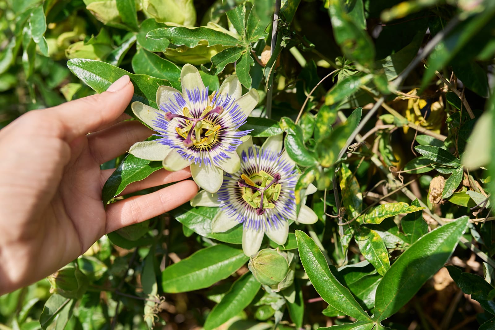 Handen houden twee bloeiende passiebloemen vast tijdens tuinonderhoud door Sunny Hoveniers in Warnsveld.