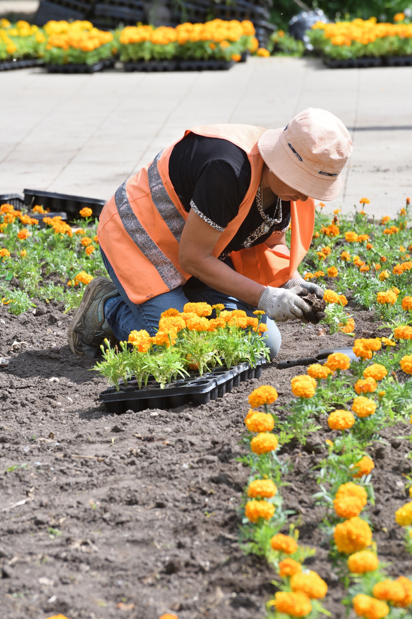 Medewerker van Sunny Hoveniers plant in Brummen met MBI-keramische tegels omzoomde border met oranje marigolds en groenblijvende planten.