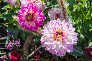 Dagelijkse tuinaanleg in Warnsveld door Sunny Hoveniers: bloeiende border met vaste planten en ziergrassen langs een nieuw terras.