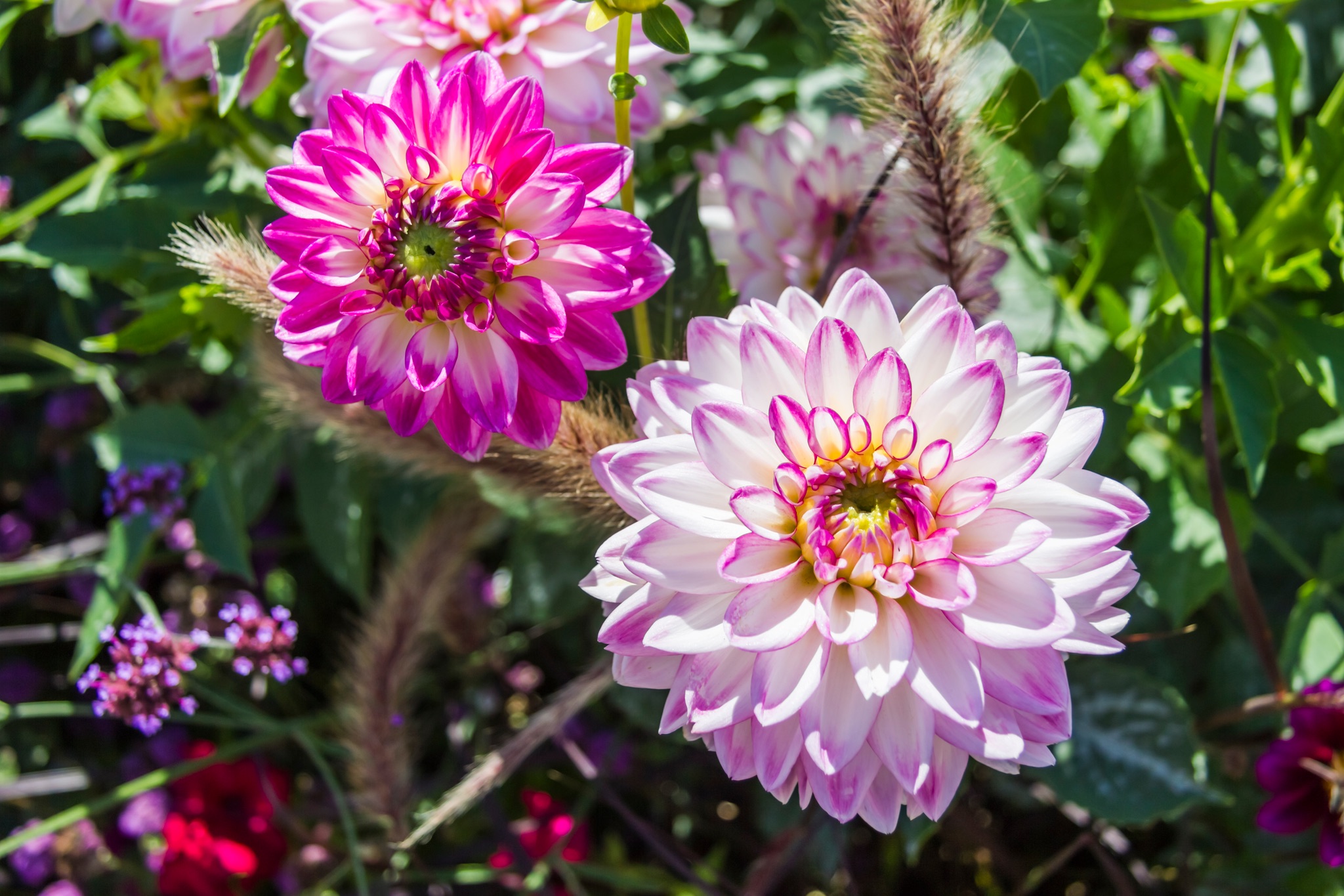 Dagelijkse tuinaanleg in Warnsveld door Sunny Hoveniers: border met bloeiende dahlia’s en ziergrassen langs een nieuw terras.